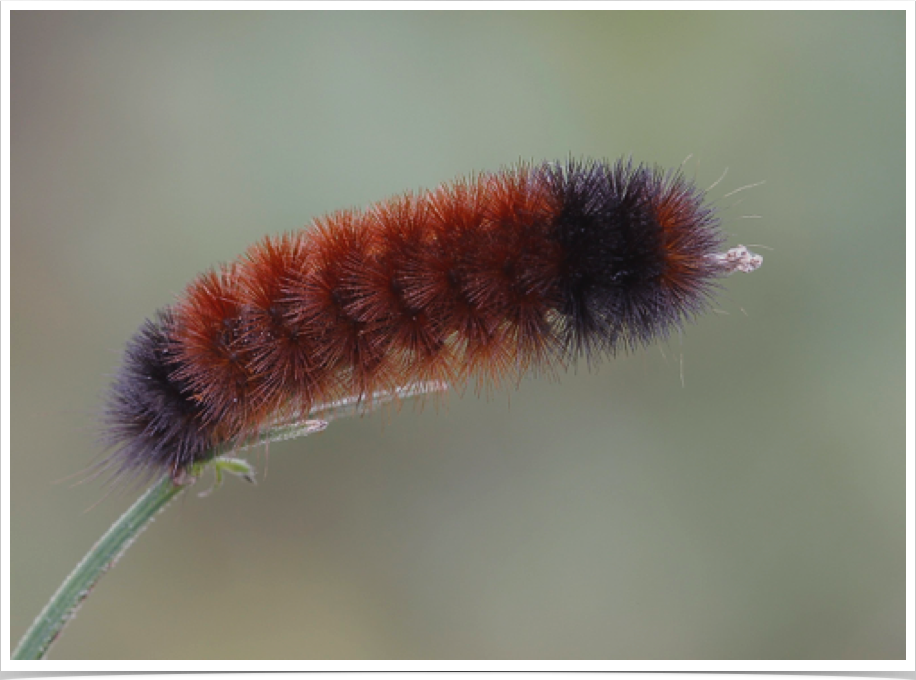 Woolly Bear
Pyrrharctia isabella
Marengo County, Alabama